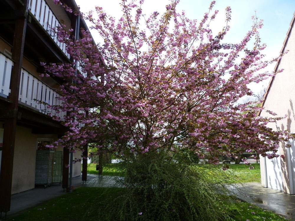 Hôtel&Résidence Bartenheim Exterior foto